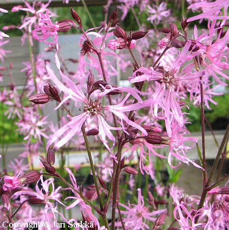 Lychnis flos-cuculi, kenkukka